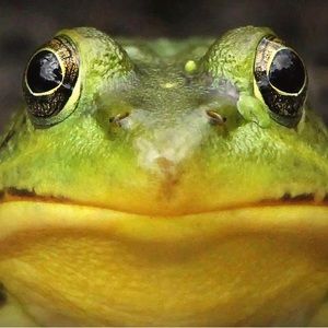 Meet your Posher, Iraqi